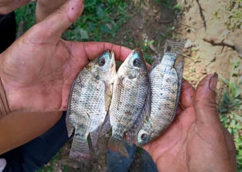 Entregan alevines a productores acuícolas de Sayaxché