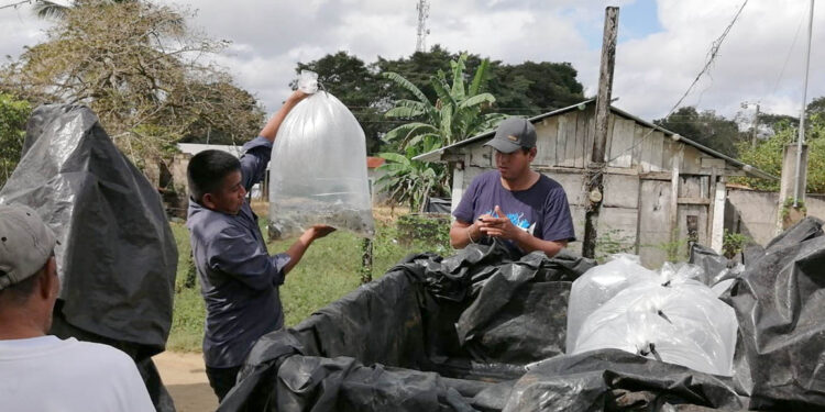 Entregan más de 29 mil alevines a productores de Petén