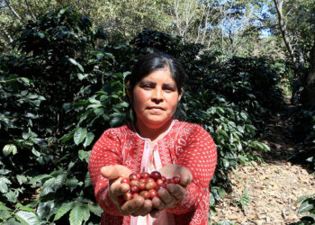 Época de cosecha del café