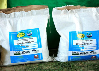 Estas son algunas de las principales características del maíz blanco ICTA-Altiplano