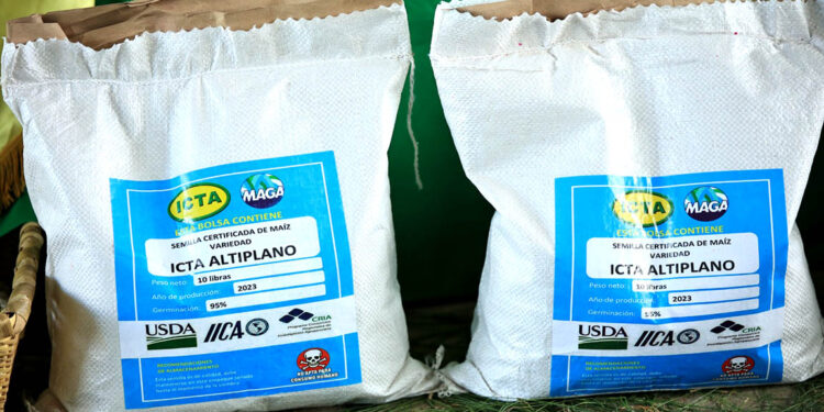 Estas son algunas de las principales características del maíz blanco ICTA-Altiplano