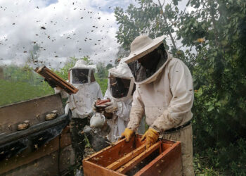 Fortalecen producción apícola en Flores, Petén