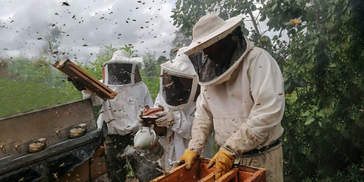 Fortalecen producción apícola en Flores, Petén