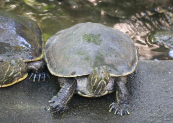 Guatemala es un refugio de las tortugas marinas