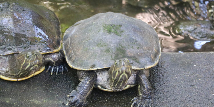 Guatemala es un refugio de las tortugas marinas