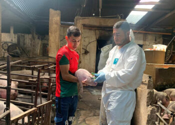 Guatemala mantiene vigilancia de Peste Porcina