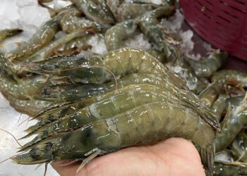 Guatemala ya puede exportar camarón a Nicaragua