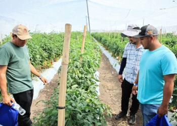Horticultores de oriente adquieren nuevos conocimientos tecnológicos