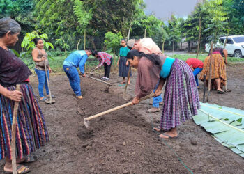 Huerto comunal fortalecen agricultura familiar campesina en Ixcán