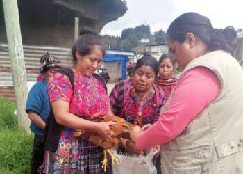 Implementan estrategia de prevención de la influenza aviar