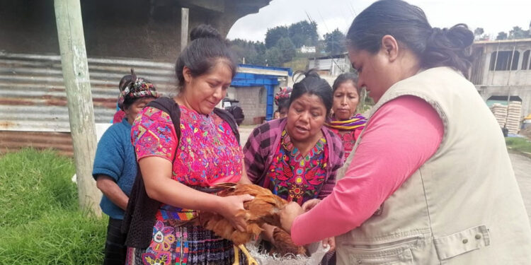 Implementan estrategia de prevención de la influenza aviar