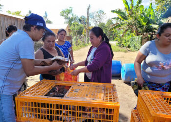 Impulsan la producción avícola en el Petén con la entrega de 1550 aves mejoradas