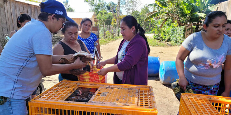 Impulsan la producción avícola en el Petén con la entrega de 1550 aves mejoradas