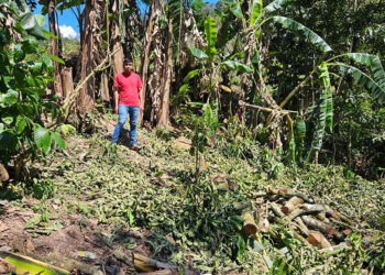Impulso a la agricultura familiar con la creación de huertos en Camotán