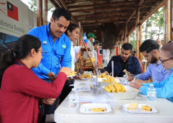 Alternativa de producción: Introducen variedad de banano resistente al Fusarium R4T