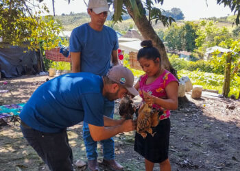Jornada de vacunación de aves de traspatio en Santa Ana
