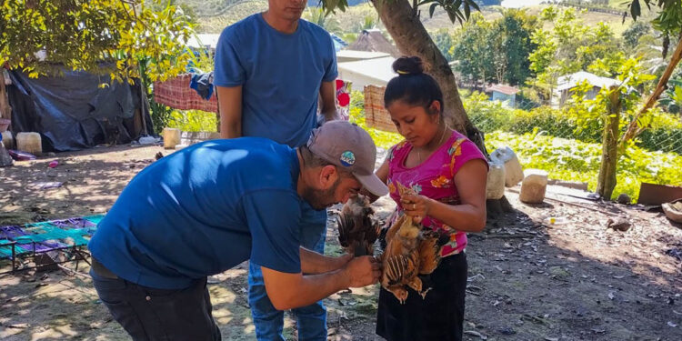 Jornada de vacunación de aves de traspatio en Santa Ana