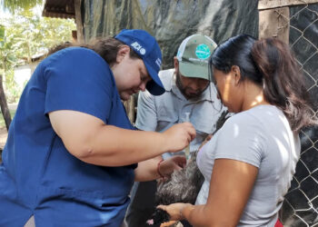 Jornada de vacunación dirigida de aves de traspatio en San José, Petén