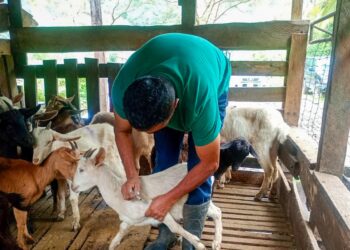 Jornada de vacunación para cabras y ovejas en el caserío Santo Domingo, Poptún