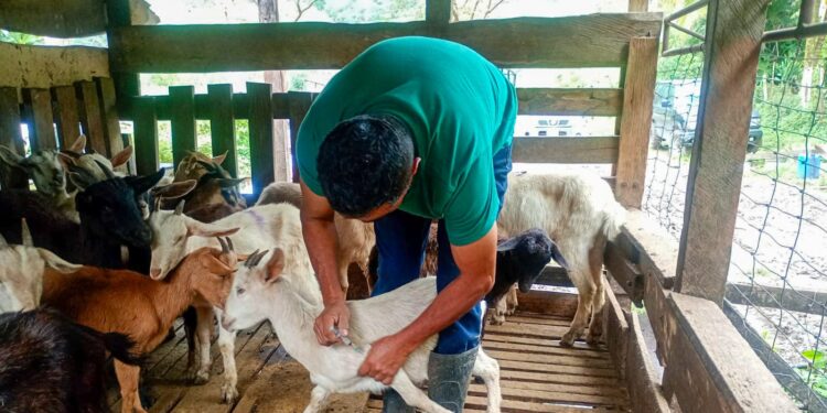 Jornada de vacunación para cabras y ovejas en el caserío Santo Domingo, Poptún