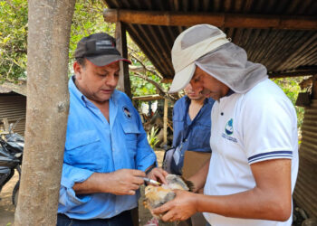 Jornadas de vacunación aviar iniciarán en marzo