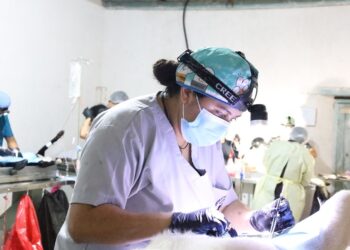 La esterilización evita la sobrepoblación animal
