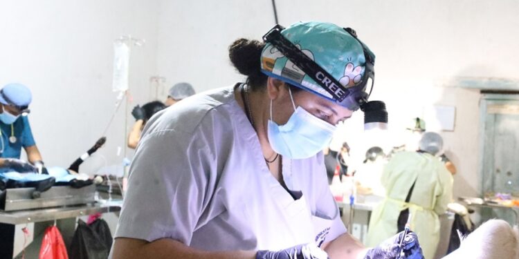 La esterilización evita la sobrepoblación animal