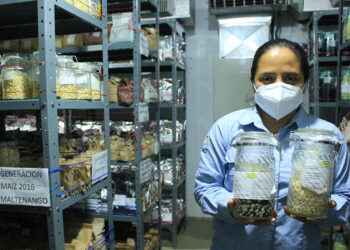 La importancia de los bancos de semillas