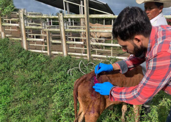 La prevención es clave para controlar al Gusano Barrenador del Ganado