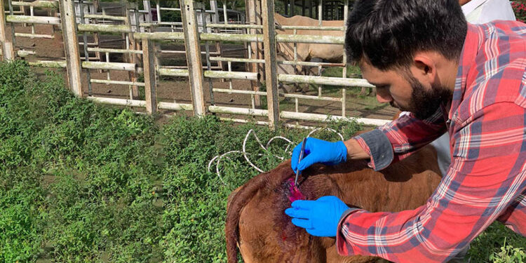 La prevención es clave para controlar al Gusano Barrenador del Ganado