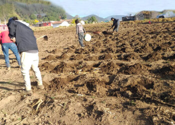 Las buenas prácticas agrícolas mejoraran el rendimiento del maíz ICTA-Altiplano