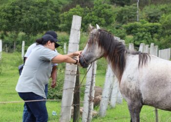 Ley de Protección y Bienestar Animal cumple ocho años de su aprobación