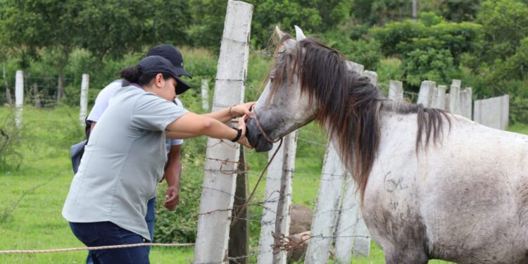 Ley de Protección y Bienestar Animal cumple ocho años de su aprobación