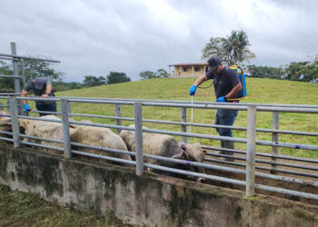 Liberan 46 millones de moscas estériles en una semana