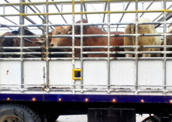 Liberan otros 46.1 millones de moscas estériles para prevenir el Gusano Barrenador del Ganado