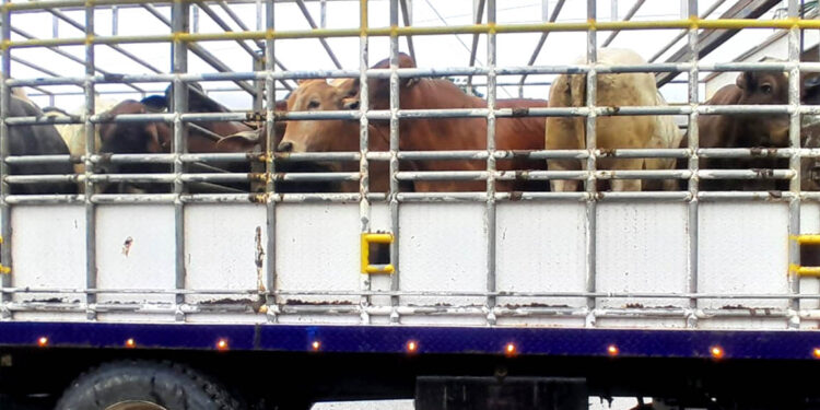 Liberan otros 46.1 millones de moscas estériles para prevenir el Gusano Barrenador del Ganado