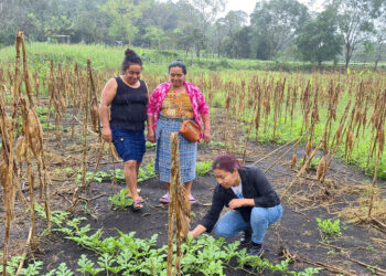 Los huertos comunitarios impulsan la agricultura familiar