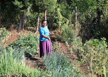 Los huertos son una herramienta para combatir la inseguridad alimentaria