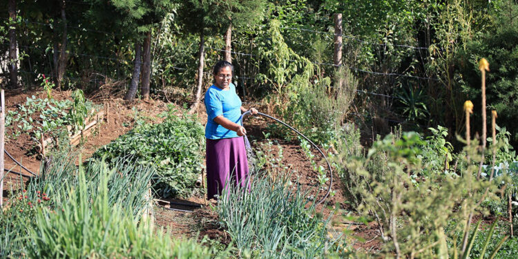 Los huertos son una herramienta para combatir la inseguridad alimentaria