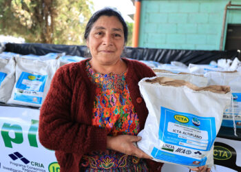 Maíz blanco ICTA-Altiplano tiene un alto potencial de rendimiento