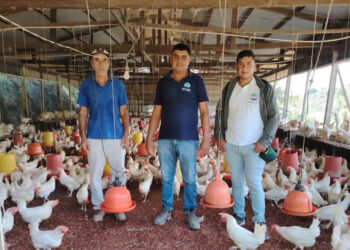 Más productores locales se suman a la alimentación escolar en Izabal