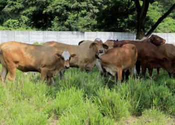 Mayoría de animales afectados por el Gusano Barrenador del Ganado son bovinos