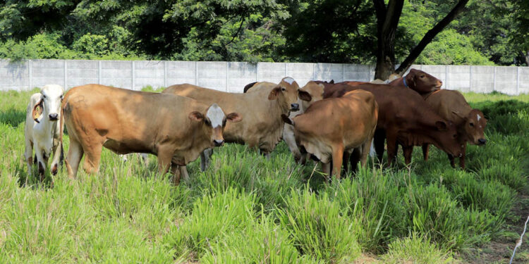 Mayoría de animales afectados por el Gusano Barrenador del Ganado son bovinos