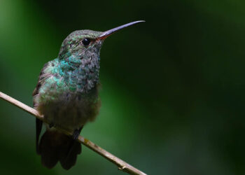 No solo las abejas son polinizadoras