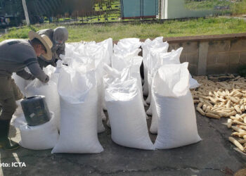 Pasaron 30 años para contar con una nueva variedad de maíz blanco