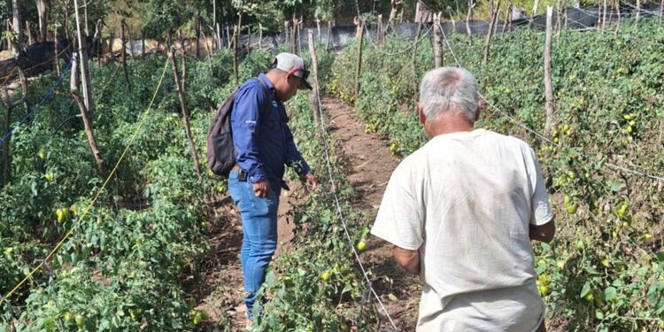 Pequeño agricultor amplía sus conocimientos para mejorar su producción de tomate