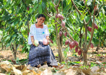 Producción de plantas de cacao para preservar un alimento milenario