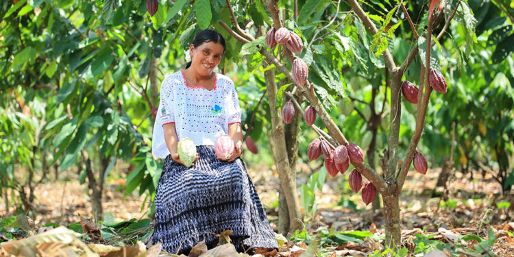 Producción de plantas de cacao para preservar un alimento milenario