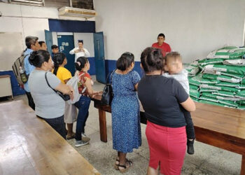 Productores de Retalhuleu fortalecen producción de maíz con semillas mejoradas