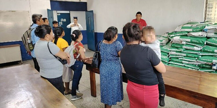 Productores de Retalhuleu fortalecen producción de maíz con semillas mejoradas